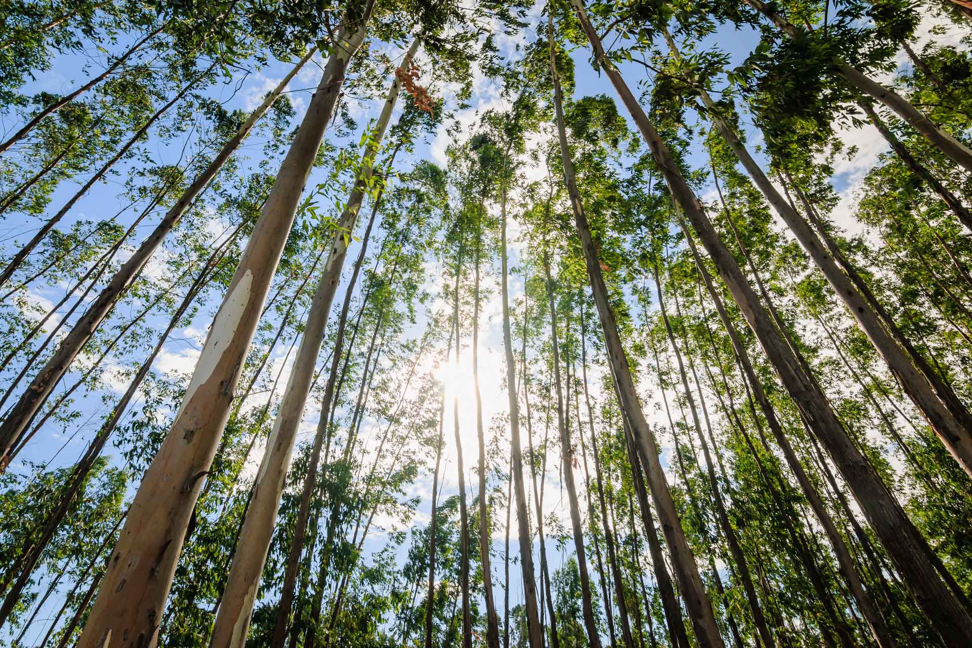 AdobeStock_86480137-(1) AdobeStock_86480137-(1)